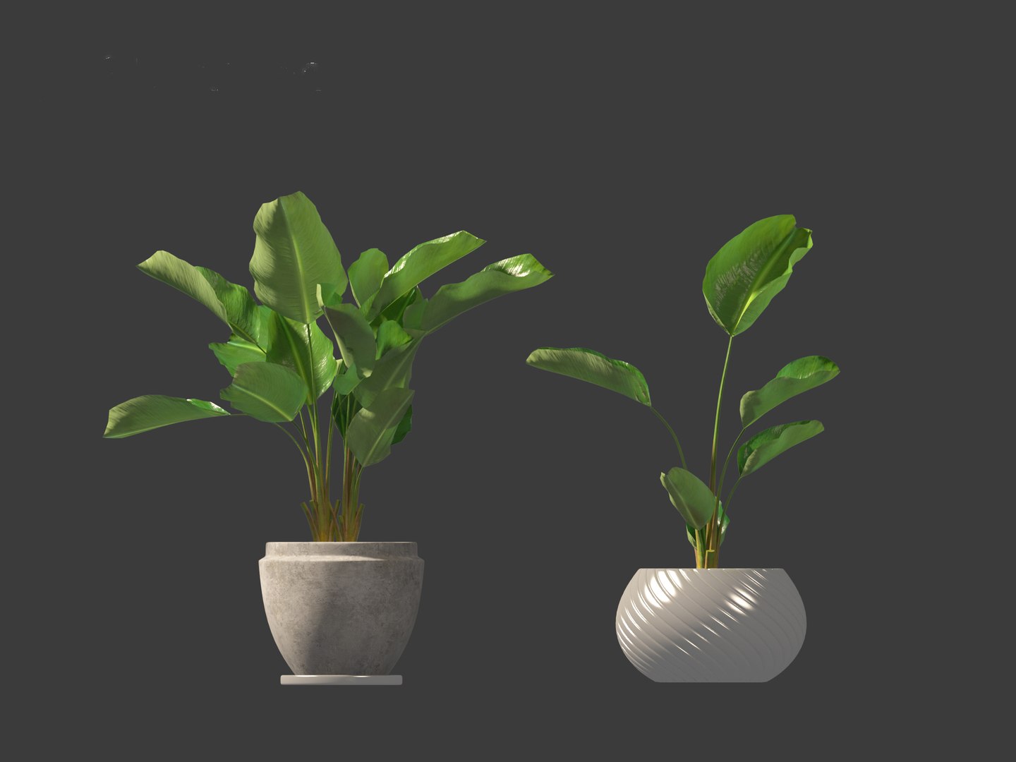 Strelitzia nicolai - Natal wild banana Tree 3D https://p.turbosquid.com/ts-thumb/Ff/JgxbpW/XU/strelitzianicolai0119/jpg/1697212778/1920x1080/fit_q87/b9600f8203703c364e65deac8594ba4bf8b87e54/strelitzianicolai0119.jpg