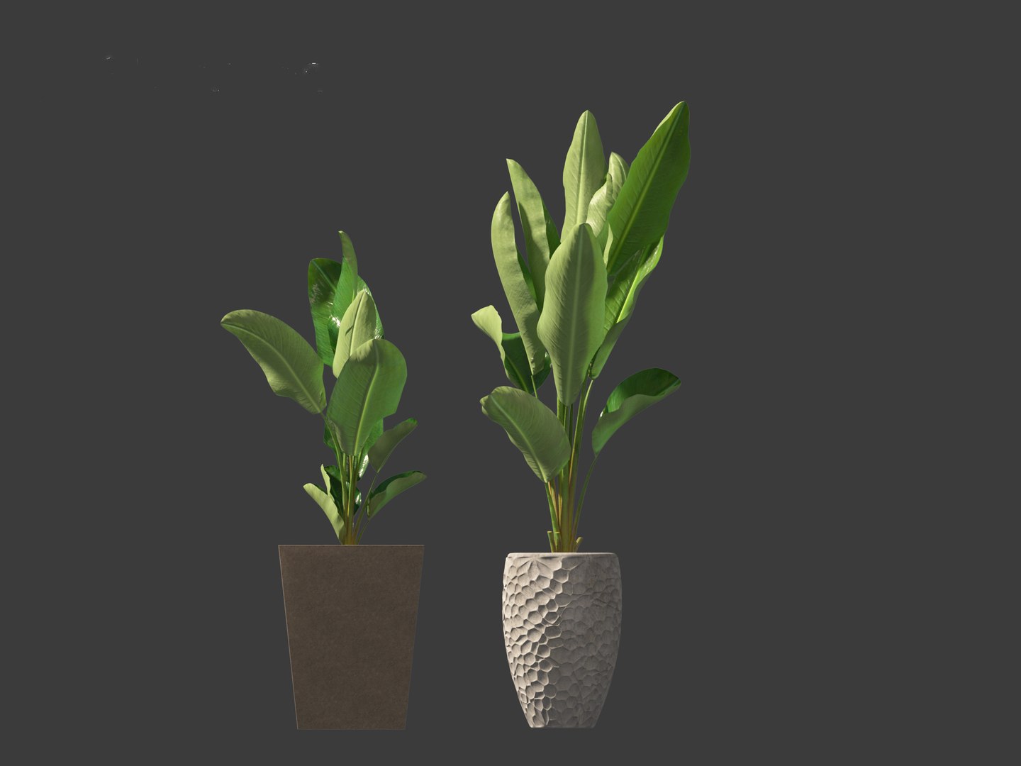 Strelitzia nicolai - Natal wild banana Tree 3D https://p.turbosquid.com/ts-thumb/Ff/JgxbpW/gF/strelitzianicolai0115/jpg/1697212775/1920x1080/fit_q87/90fcf0d8be144e20ebedc552630ebf587a6b5bb3/strelitzianicolai0115.jpg