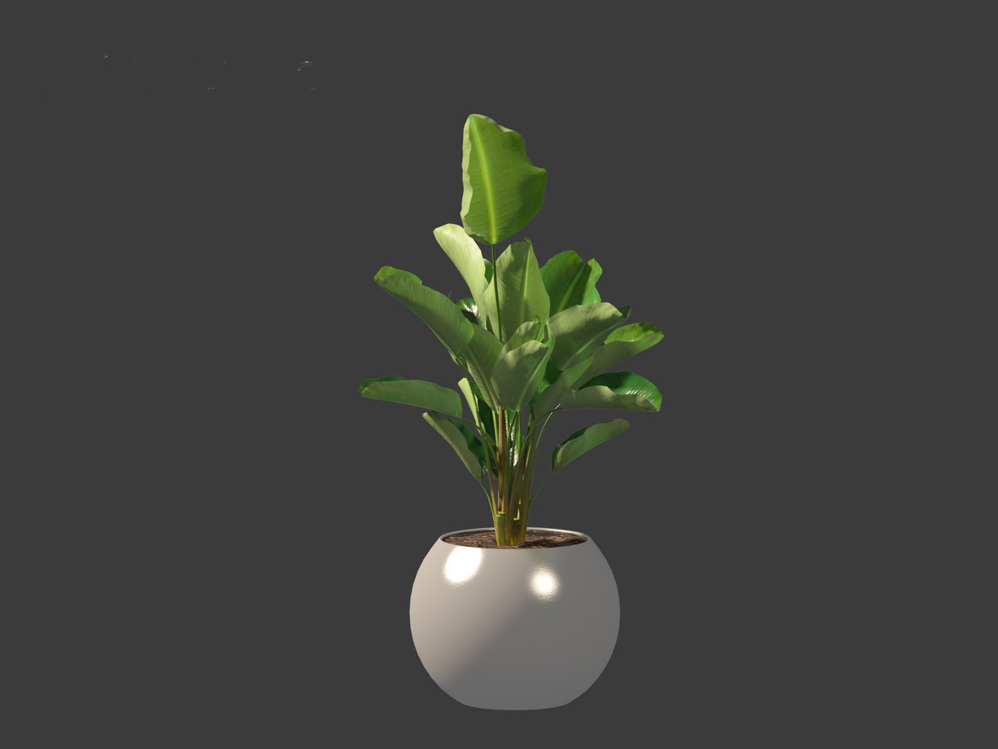 Strelitzia nicolai - Natal wild banana Tree 3D https://p.turbosquid.com/ts-thumb/Ff/JgxbpW/jE/strelitzianicolai0112/jpg/1697212772/1920x1080/fit_q87/b0f99c67569c578e2cb811f2ee21ae4a6778c621/strelitzianicolai0112.jpg