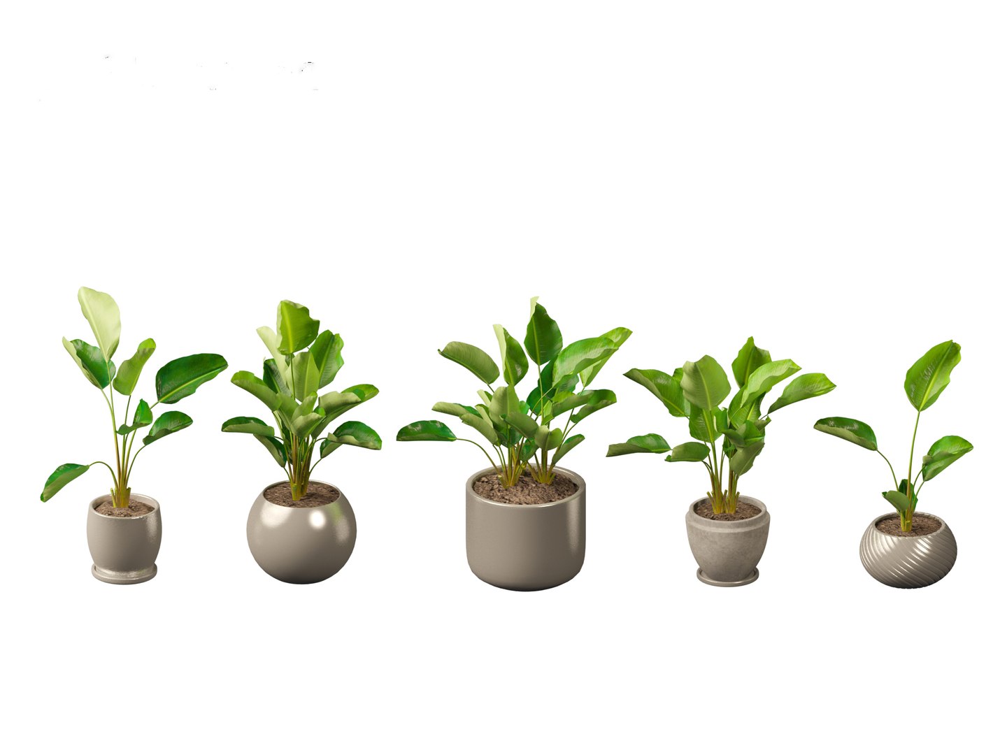 Strelitzia nicolai - Natal wild banana Tree 3D https://p.turbosquid.com/ts-thumb/Ff/JgxbpW/nR/strelitzianicolai013/jpg/1697212762/1920x1080/fit_q87/d2f7327f6fc7aaff01160a3375334947ae0479f9/strelitzianicolai013.jpg