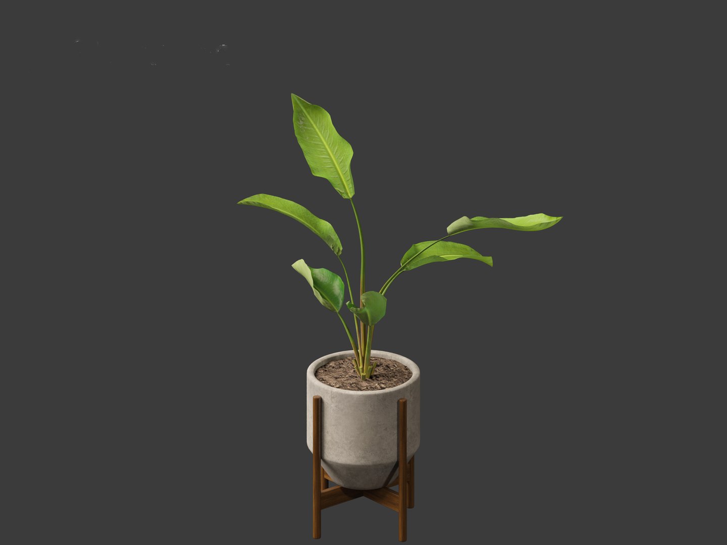Strelitzia nicolai - Natal wild banana Tree 3D https://p.turbosquid.com/ts-thumb/Ff/JgxbpW/oZ/strelitzianicolai0113/jpg/1697212773/1920x1080/fit_q87/09caaec1730ffb057c23da4ee319528a6037908c/strelitzianicolai0113.jpg