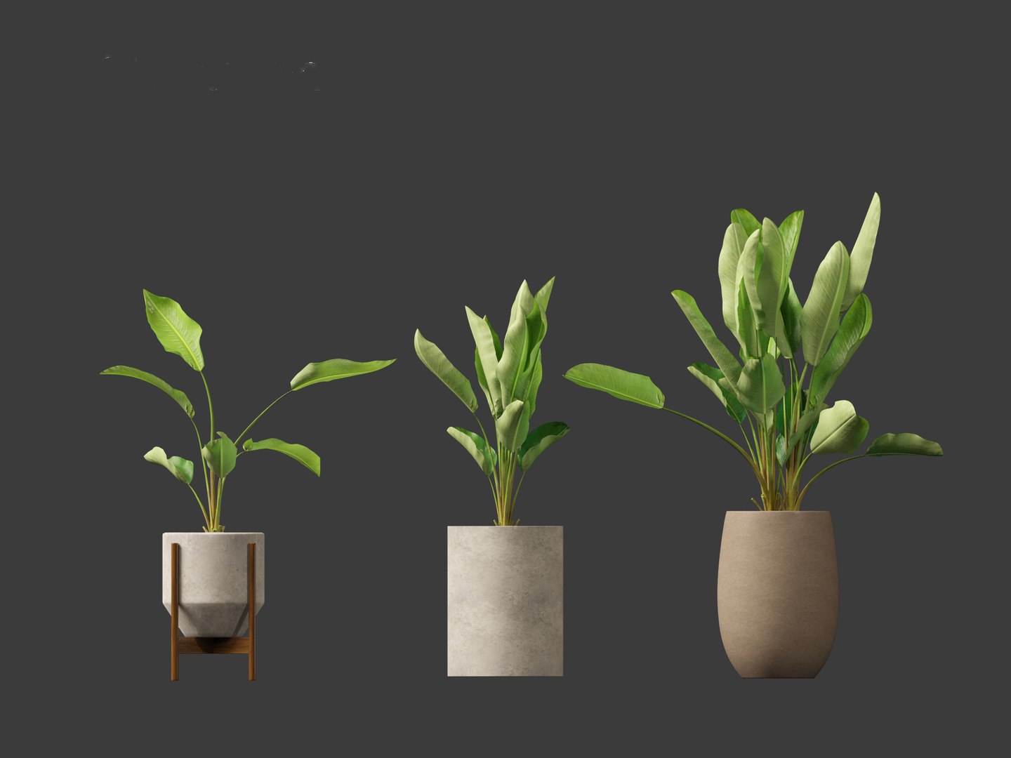 Strelitzia nicolai - Natal wild banana Tree 3D https://p.turbosquid.com/ts-thumb/Ff/JgxbpW/ot/strelitzianicolai015/jpg/1697212766/1920x1080/fit_q87/d803125828309eee080db5a525f277dc6beb6192/strelitzianicolai015.jpg