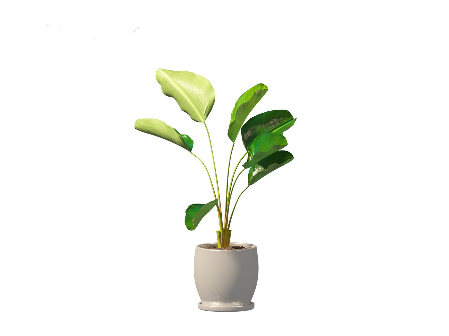 Strelitzia nicolai - Natal wild banana Tree 3D https://p.turbosquid.com/ts-thumb/Ff/JgxbpW/th/strelitzianicolai017/jpg/1697212769/1920x1080/fit_q87/6f03054d4e393e46957a3deb2f99983e6cbc17fc/strelitzianicolai017.jpg
