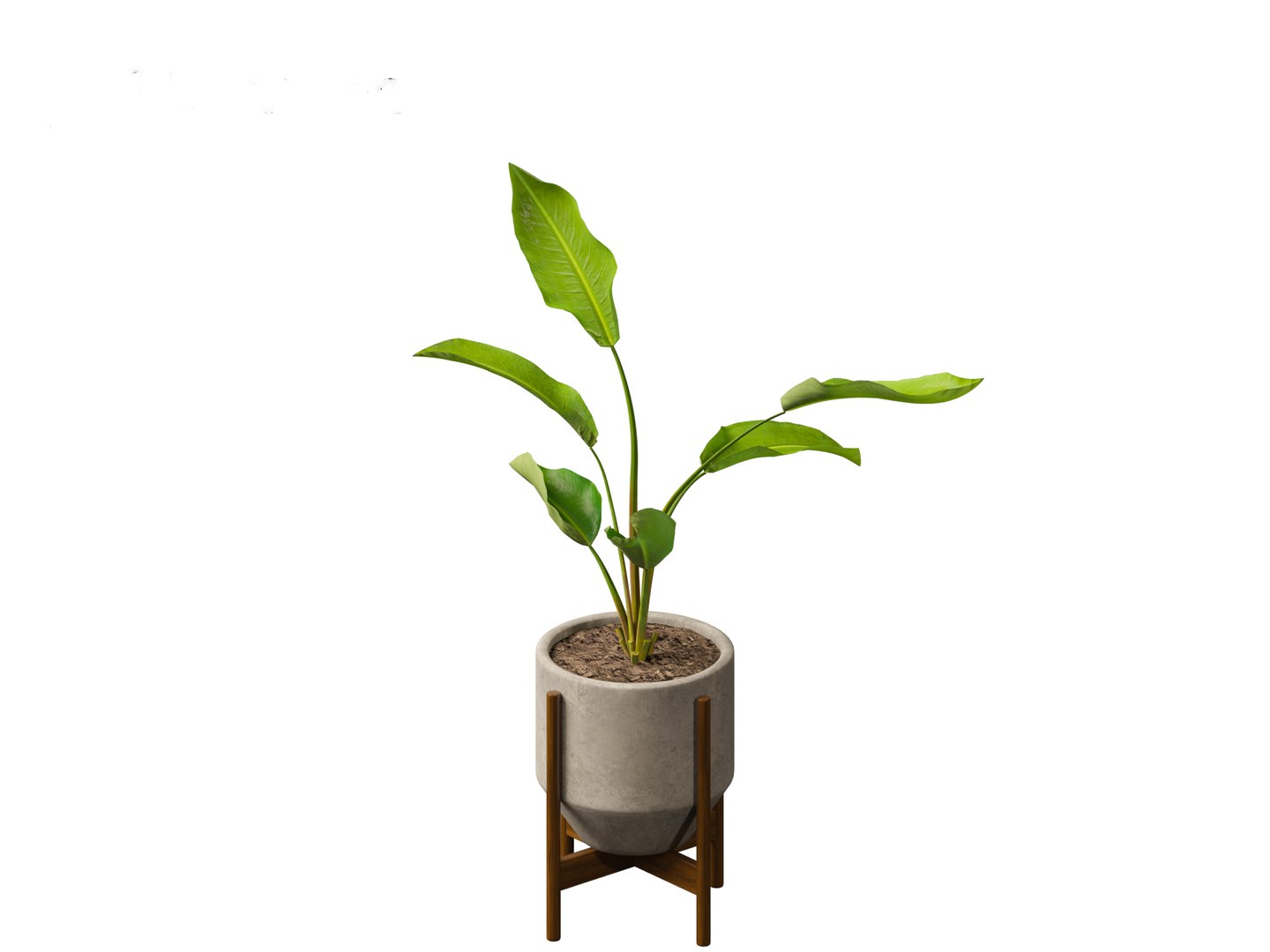 Strelitzia nicolai - Natal wild banana Tree 3D https://p.turbosquid.com/ts-thumb/Ff/JgxbpW/vz/strelitzianicolai0114/jpg/1697212774/1920x1080/fit_q87/d17d50fb436142ce85422102ae57851802faf45d/strelitzianicolai0114.jpg