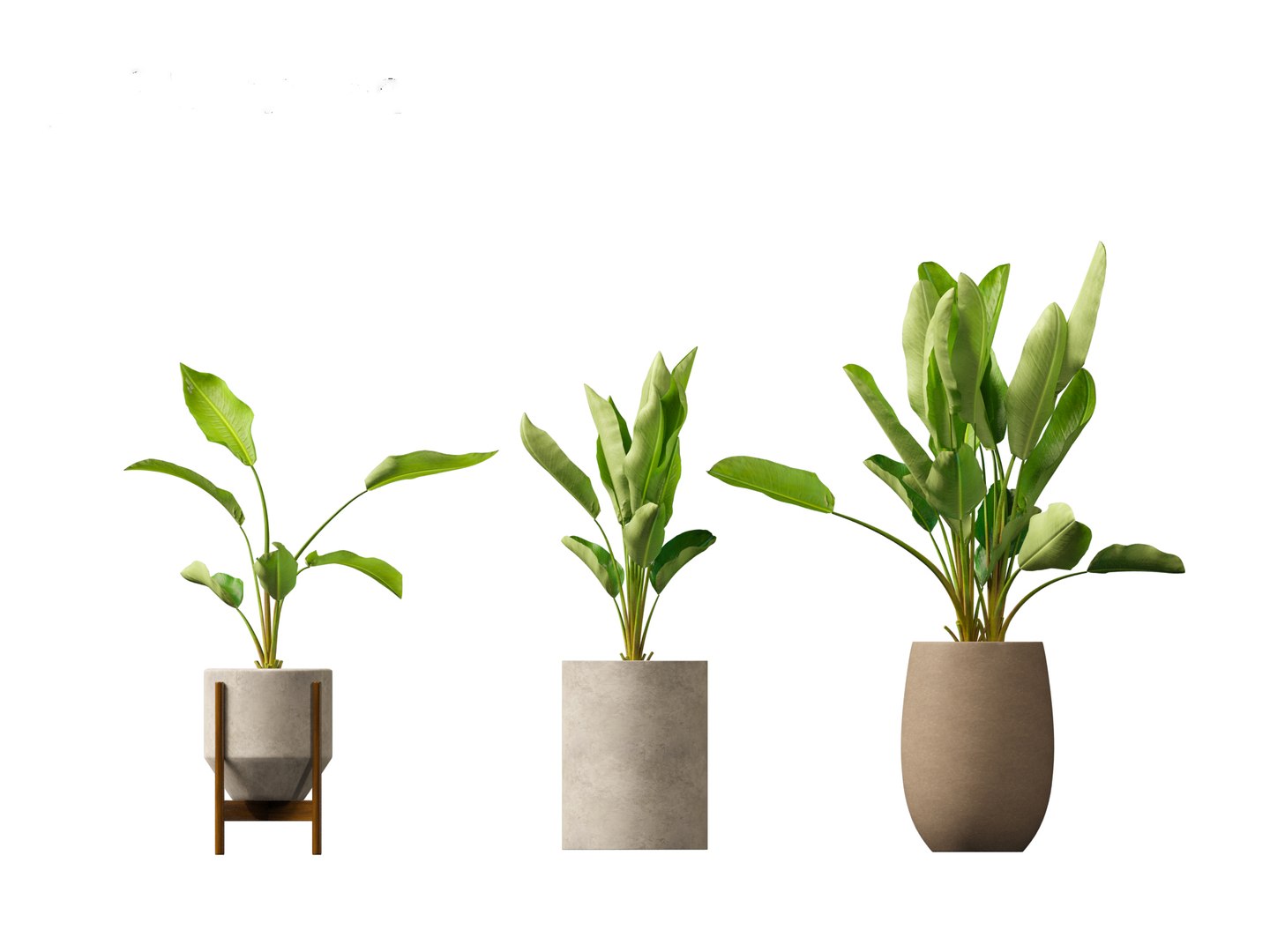 Strelitzia nicolai - Natal wild banana Tree 3D https://p.turbosquid.com/ts-thumb/Ff/JgxbpW/yq/strelitzianicolai016/jpg/1697212767/1920x1080/fit_q87/dbb56a90081ab80f1a882c2d84107f7f4138858e/strelitzianicolai016.jpg