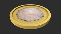 penicillium chrysogenum
