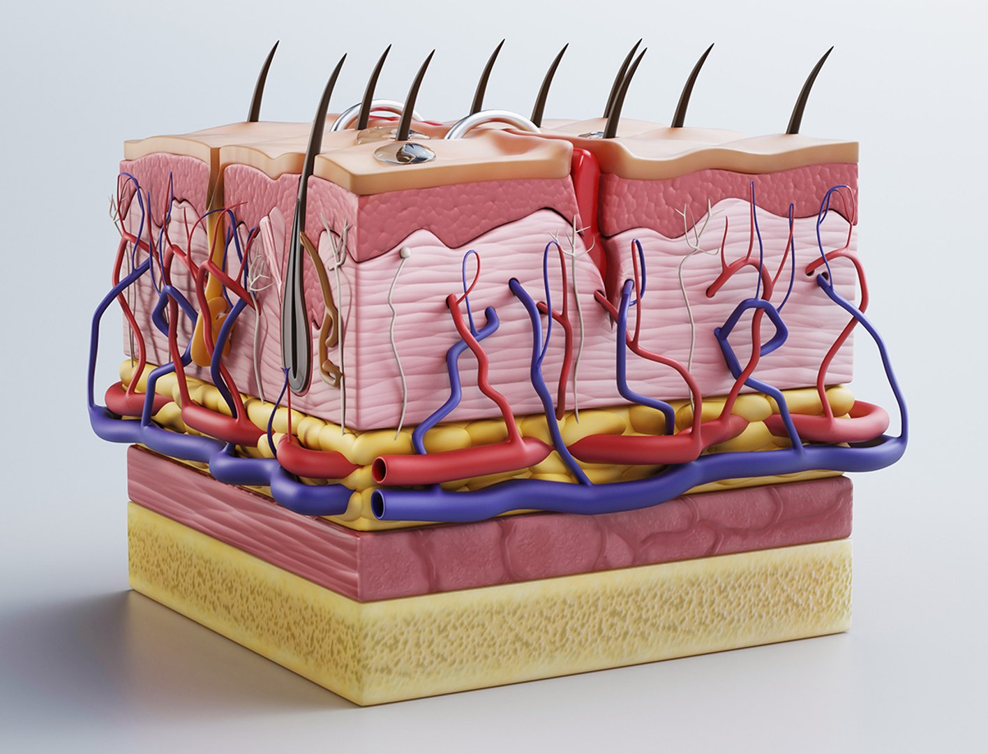 3D Skin Cross Sections Cut - TurboSquid 1542493