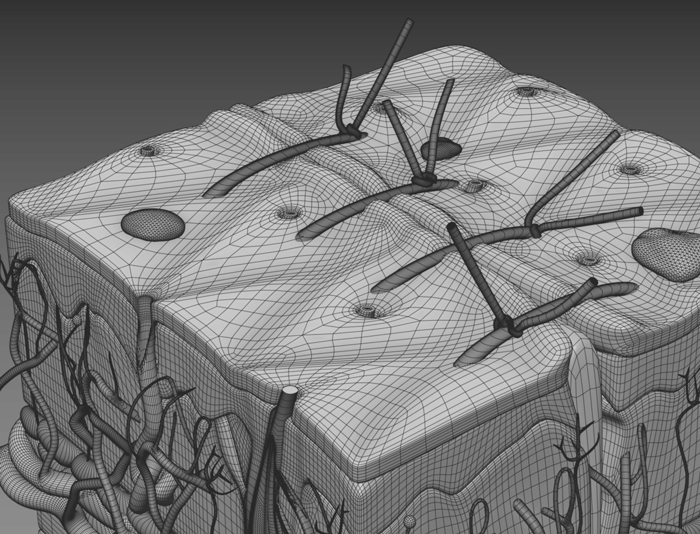 3D Skin Cross Sections Cut - TurboSquid 1542493