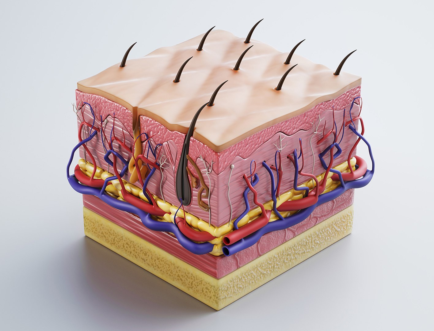 3D skin cross sections cut https://p.turbosquid.com/ts-thumb/Ff/OBVPeW/T3xF9NiQ/cgtrader02/jpg/1586979578/1920x1080/fit_q87/b1212e266bb9e690cc869b86d1ef94d9aaa52bc2/cgtrader02.jpg