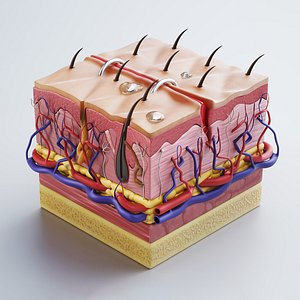 Skin cross sections-damaged skin-cut skin- with 4K textures