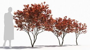 Acer palmatum 3D model