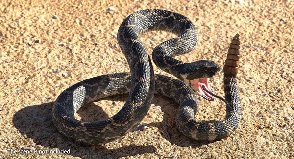 Image result for Kingsnake feeding guides
