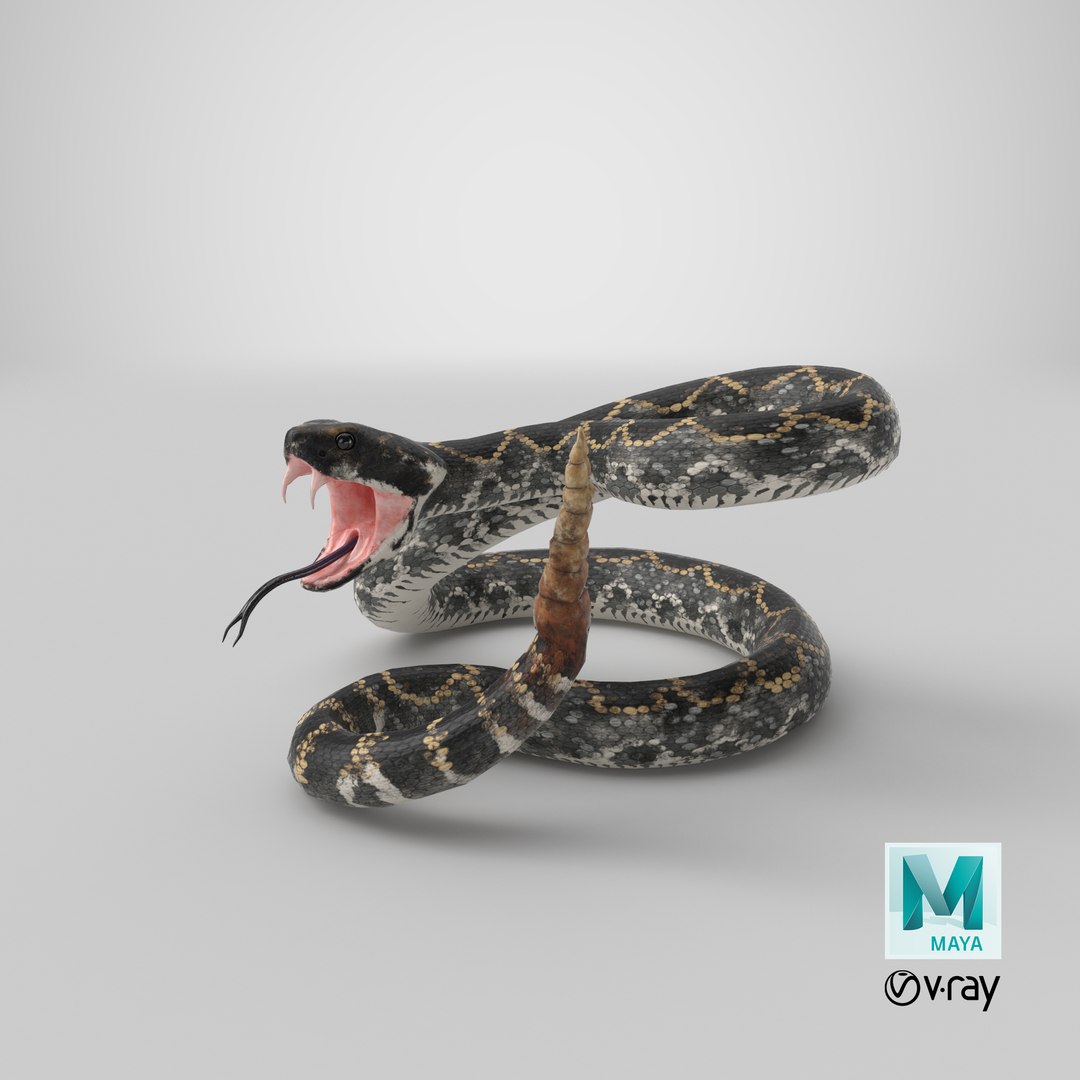 3D Model Dark Rattlesnake Attack Pose - TurboSquid 1398397