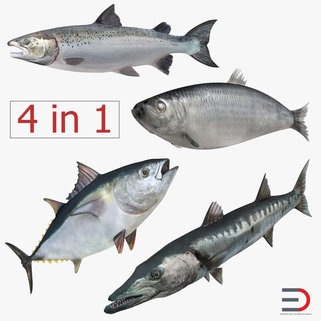 Fishes Collection 2 3D model preview