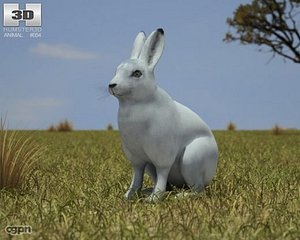3d model arctic hare arcticus