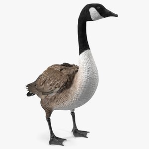 Canada Goose Rigged