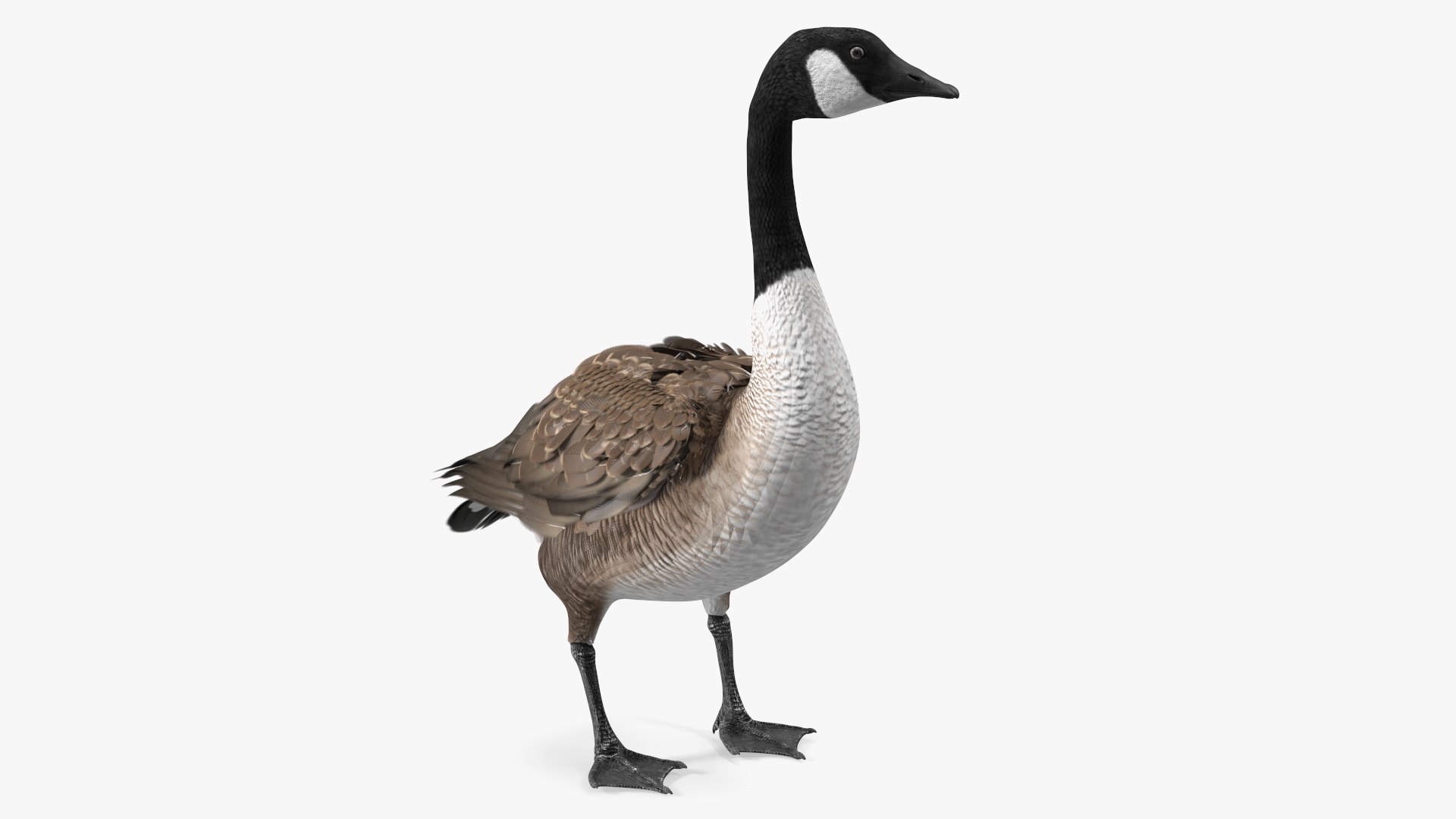Canada Goose Rigged 3D model preview