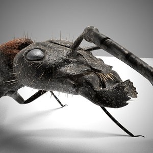 3D Ant Queen Models - Browse & Download Formats - TurboSquid