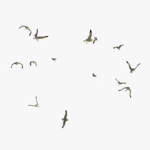 Group of Animated Flying Seagulls