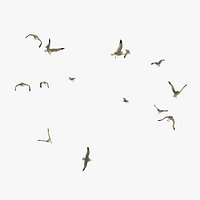 Group of Animated Flying Seagulls