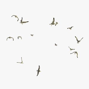 Group of Animated Flying Seagulls