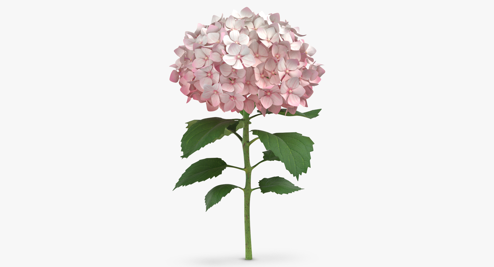 summer garden 33 products model https://p.turbosquid.com/ts-thumb/Fg/4p3nHJ/RqsFUlRn/0000/jpg/1564583474/1920x1080/turn_fit_q99/0222b067f089411e3fdc459156d2b0920b0660df/0000-1.jpg