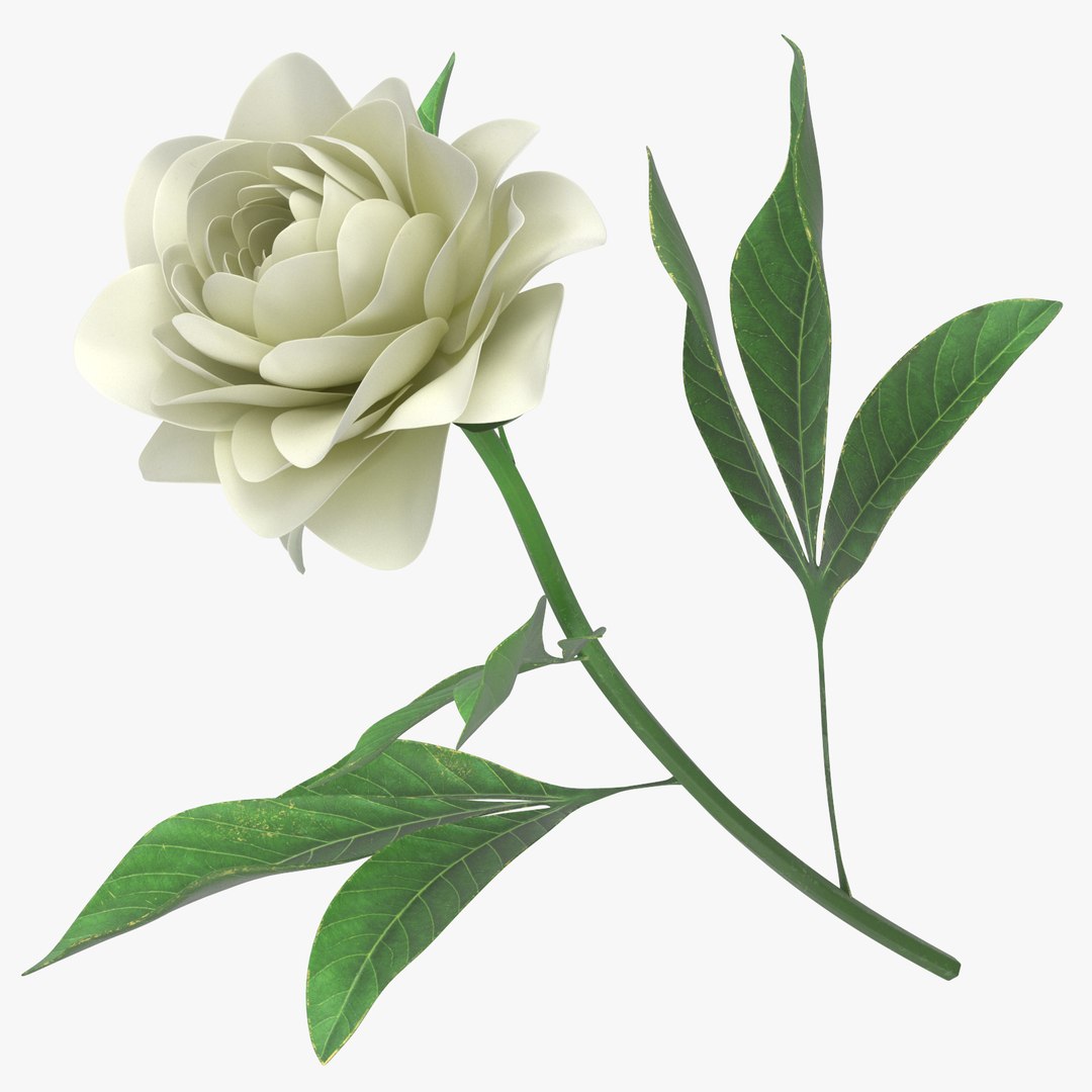 summer garden 33 products model https://p.turbosquid.com/ts-thumb/Fg/4p3nHJ/cGuJcSjq/peony_white_thumbnail_square_0000/jpg/1569926956/1920x1080/fit_q87/7ea04387c3677dedb20027d6ba2ac92aadc9e66c/peony_white_thumbnail_square_0000.jpg