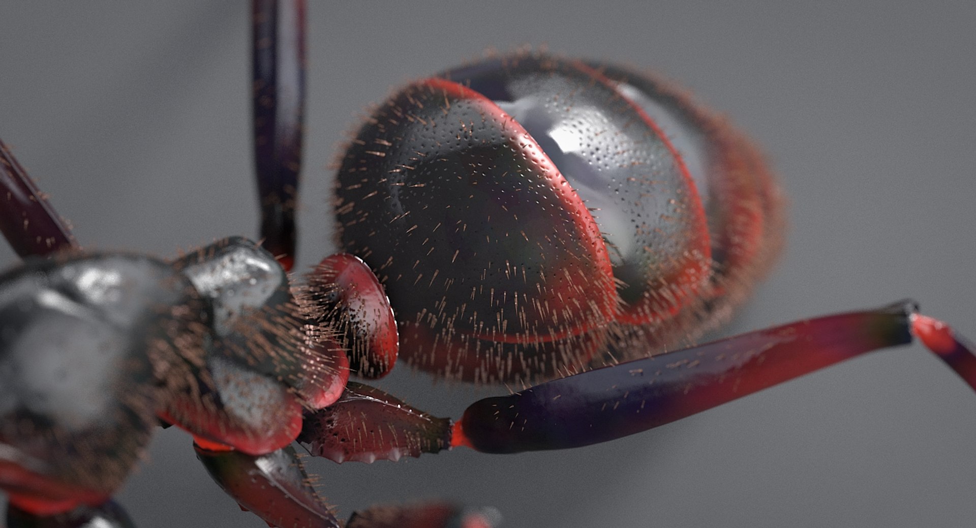 realistic black ant real model https://p.turbosquid.com/ts-thumb/Fg/4tLkoG/0Pm80bBL/antblack_14/jpg/1540188378/1920x1080/fit_q87/db014fc78f9b61054970eaf04c1a5bb9b10d6901/antblack_14.jpg