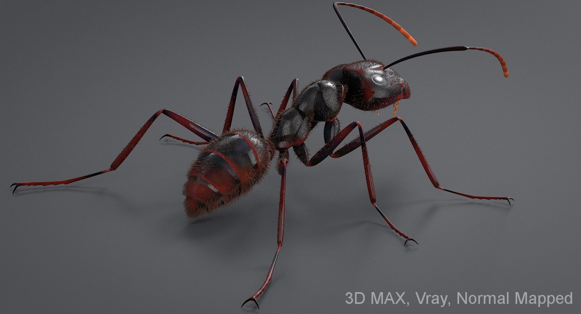 realistic black ant real model https://p.turbosquid.com/ts-thumb/Fg/4tLkoG/6fpxX9l7/antblack_18_nm/jpg/1540188424/1920x1080/fit_q87/3048c8ef2b754af490061fec4fe383a47914fef1/antblack_18_nm.jpg