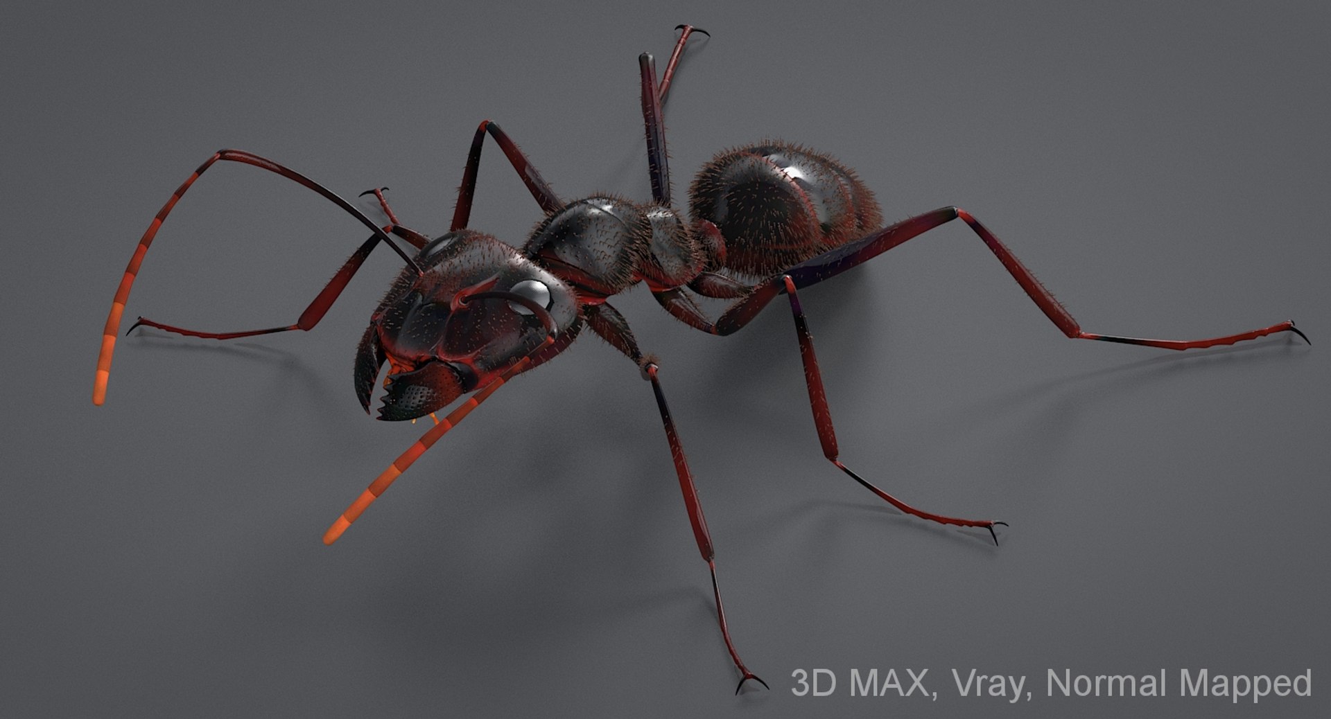 realistic black ant real model https://p.turbosquid.com/ts-thumb/Fg/4tLkoG/8qNEhV7M/antblack_16_nm/jpg/1540188424/1920x1080/fit_q87/a6e6c75d14e39d532d01735fc3fbe3ec872c11d5/antblack_16_nm.jpg