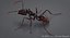 Realistic Black Ant
