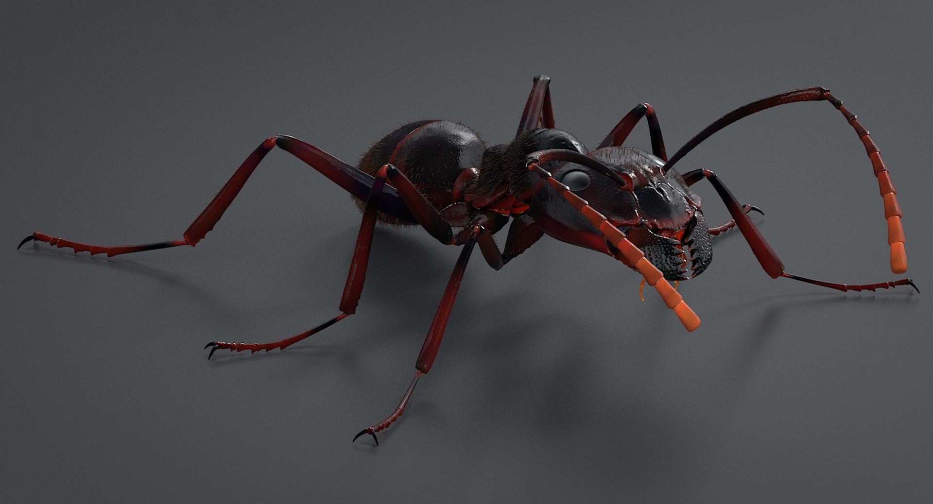 realistic black ant real model https://p.turbosquid.com/ts-thumb/Fg/4tLkoG/BRy0NSx5/antblack_04/jpg/1540188378/1920x1080/fit_q87/8ed00470abc42fe6f105e58596d1df5ffca6bac3/antblack_04.jpg