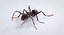 Realistic Black Ant