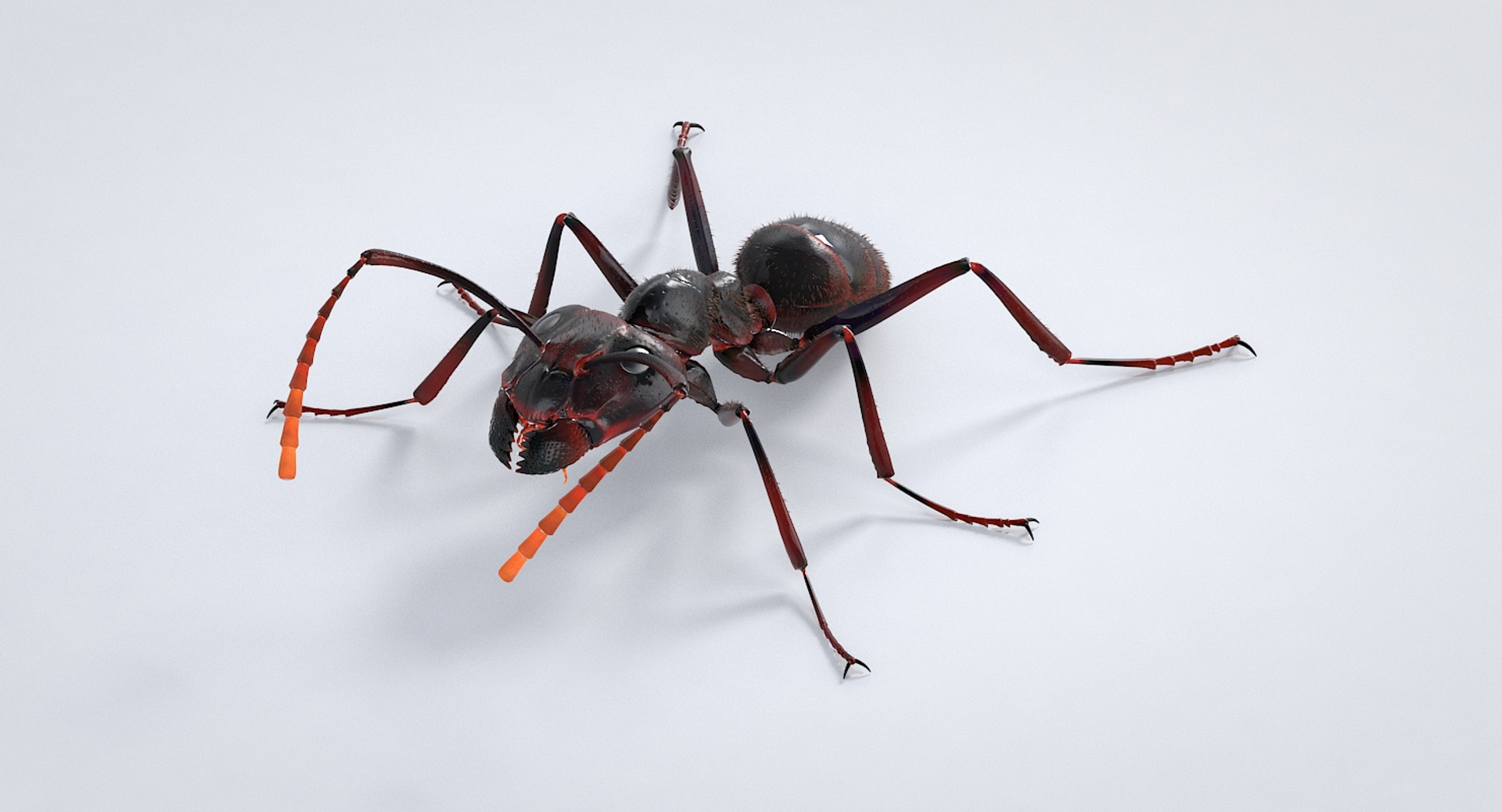 realistic black ant real model https://p.turbosquid.com/ts-thumb/Fg/4tLkoG/C4HIjkAX/antblacktbb/jpg/1540816864/1920x1080/turn_fit_q99/a1fb4a131a7ceabbe03964f5453cdc3a40139df3/antblacktbb-1.jpg