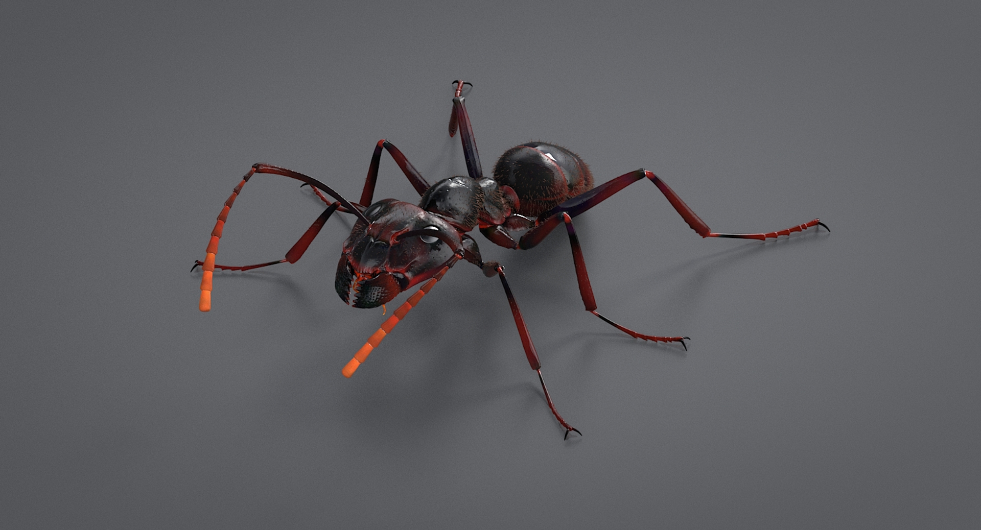 realistic black ant real model https://p.turbosquid.com/ts-thumb/Fg/4tLkoG/F3HPMiVa/antblacktba/jpg/1540816551/1920x1080/turn_fit_q99/23045e7e6364132cd82555be68ef9bf11d3d6d32/antblacktba-1.jpg
