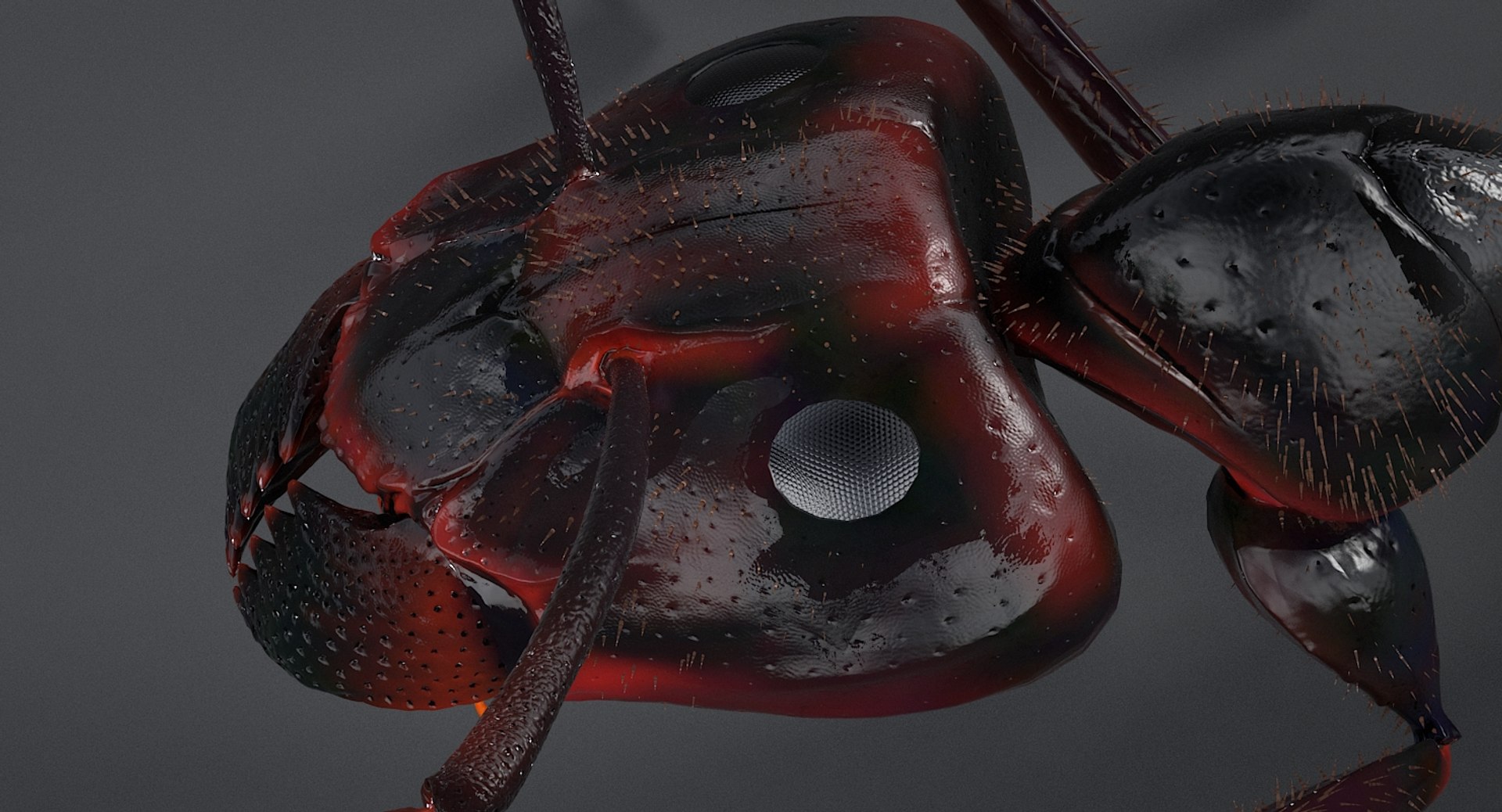 realistic black ant real model https://p.turbosquid.com/ts-thumb/Fg/4tLkoG/HIsudgd7/antblack_11/jpg/1540188378/1920x1080/fit_q87/bb9f07a51c1614461c34654ed8c7c12ea3639ba4/antblack_11.jpg