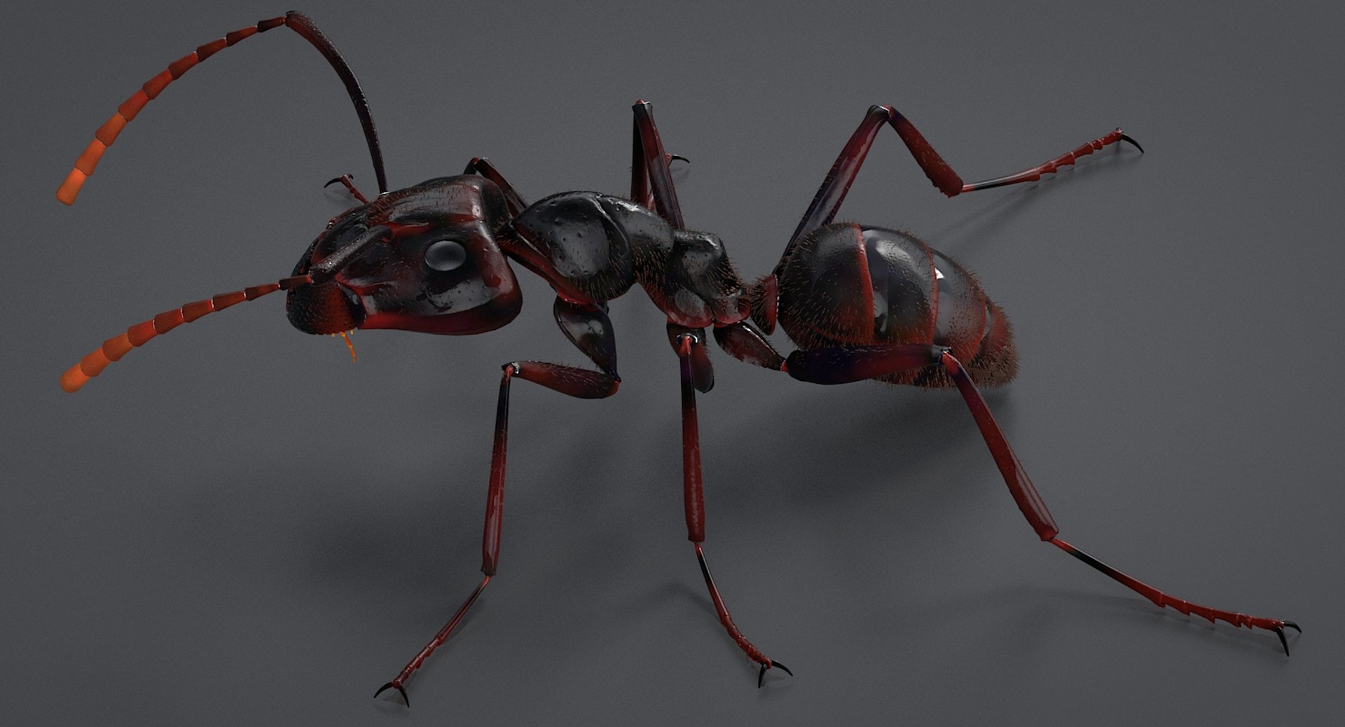 realistic black ant real model https://p.turbosquid.com/ts-thumb/Fg/4tLkoG/KzHzfqqA/antblack_02/jpg/1540188378/1920x1080/fit_q87/966e59d21d4192e2e887f523a8e253a97a139701/antblack_02.jpg