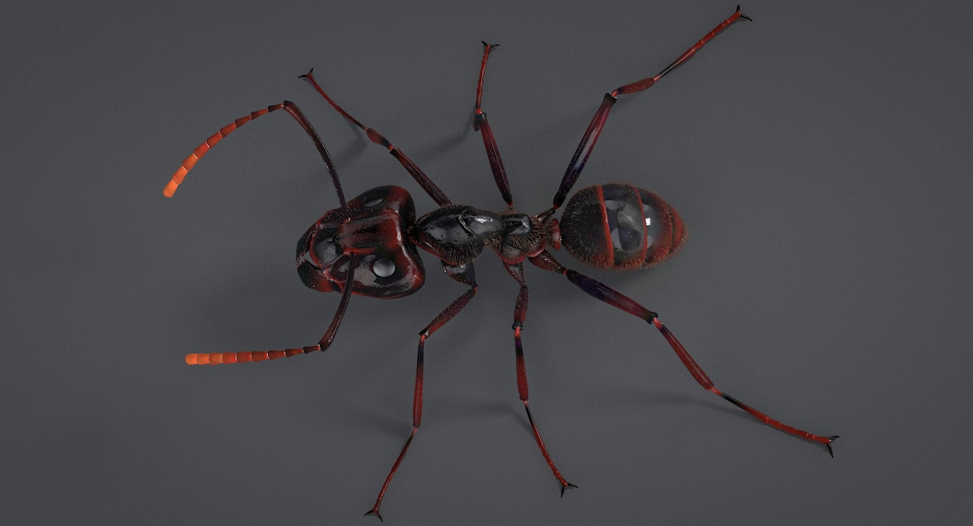 realistic black ant real model https://p.turbosquid.com/ts-thumb/Fg/4tLkoG/LFBHAiz4/antblack_05/jpg/1540188378/1920x1080/fit_q87/723b57ded22edbff44c48e150628a08f04e91452/antblack_05.jpg