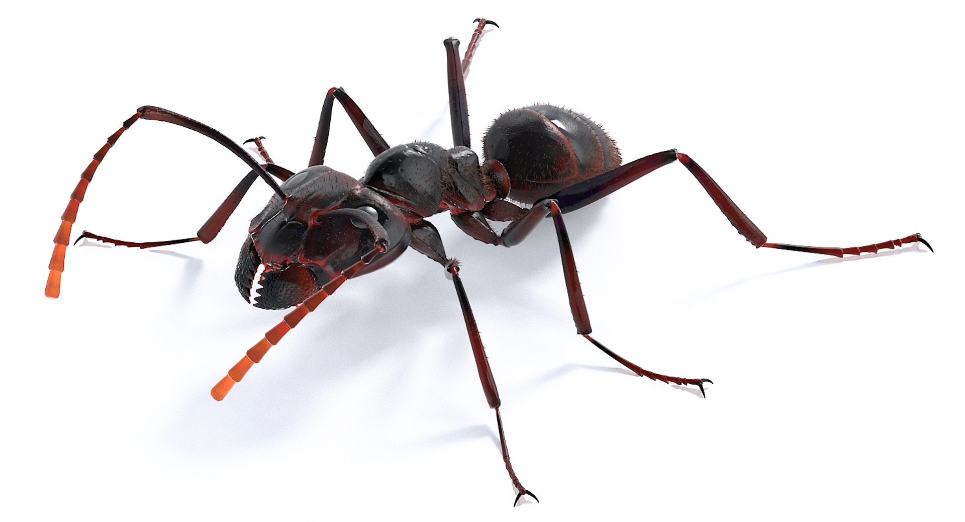 realistic black ant real model https://p.turbosquid.com/ts-thumb/Fg/4tLkoG/LTmoDUP2/antblack_29/jpg/1540188381/1920x1080/fit_q87/d95e7315301b1e4c066d27932f098af24faca9df/antblack_29.jpg