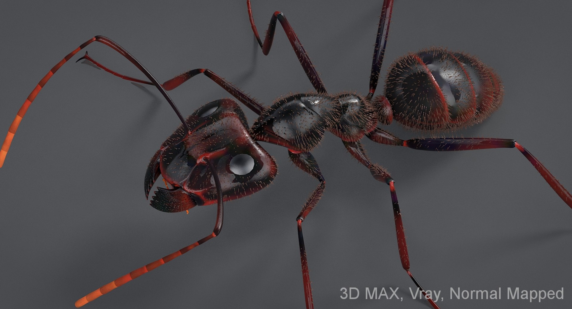 realistic black ant real model https://p.turbosquid.com/ts-thumb/Fg/4tLkoG/QdKczgV1/antblack_19_nm/jpg/1540188424/1920x1080/fit_q87/3d7e1cc1efe8327456fd4e4ed311ef2c2df02e36/antblack_19_nm.jpg