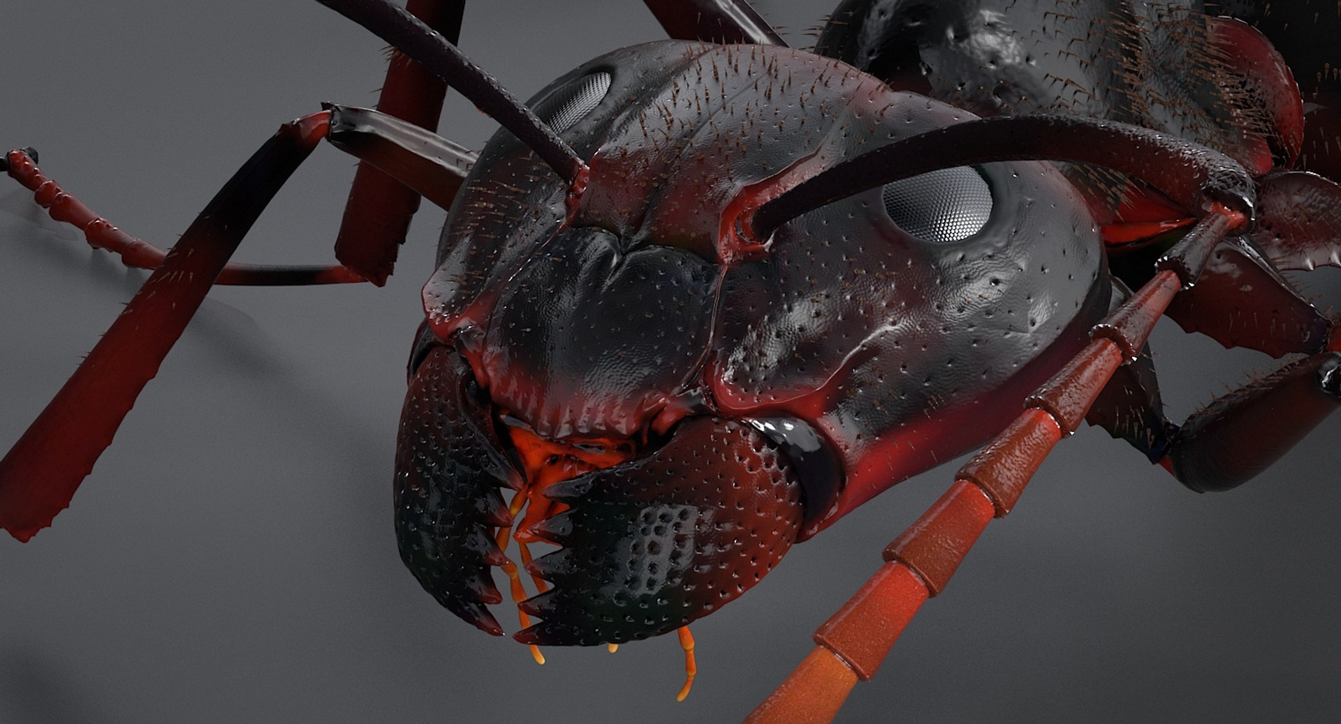 realistic black ant real model https://p.turbosquid.com/ts-thumb/Fg/4tLkoG/RiMb2wdq/antblack_07/jpg/1540188378/1920x1080/fit_q87/6e3334598f4efe98e518262909e73e8d70e94bb9/antblack_07.jpg