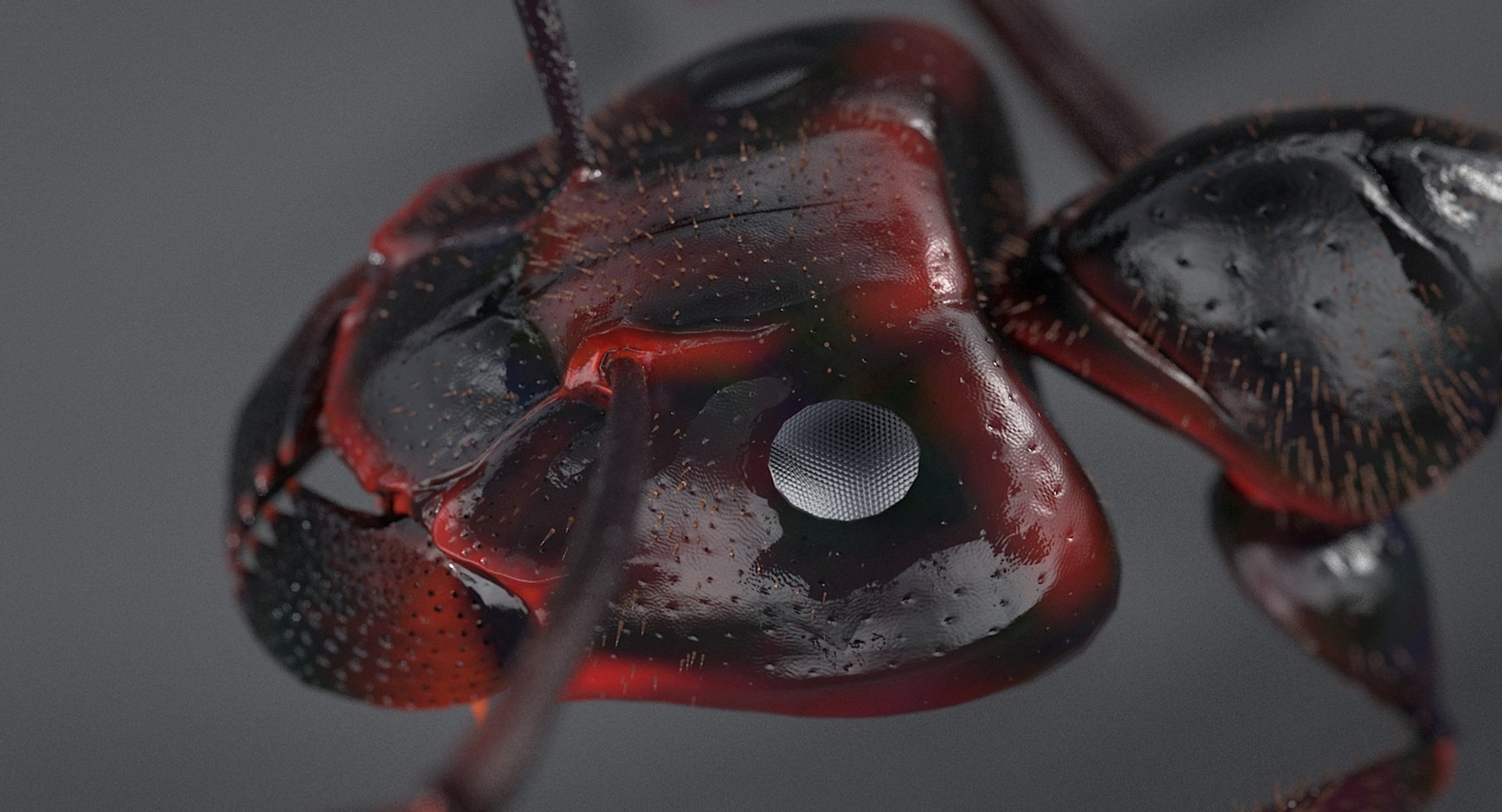 realistic black ant real model https://p.turbosquid.com/ts-thumb/Fg/4tLkoG/WqEK3z68/antblack_15/jpg/1540188378/1920x1080/fit_q87/ac5539c523b7ceeae657396c5223c27ac83bc711/antblack_15.jpg