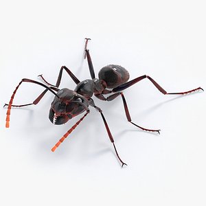 realistic black ant real model