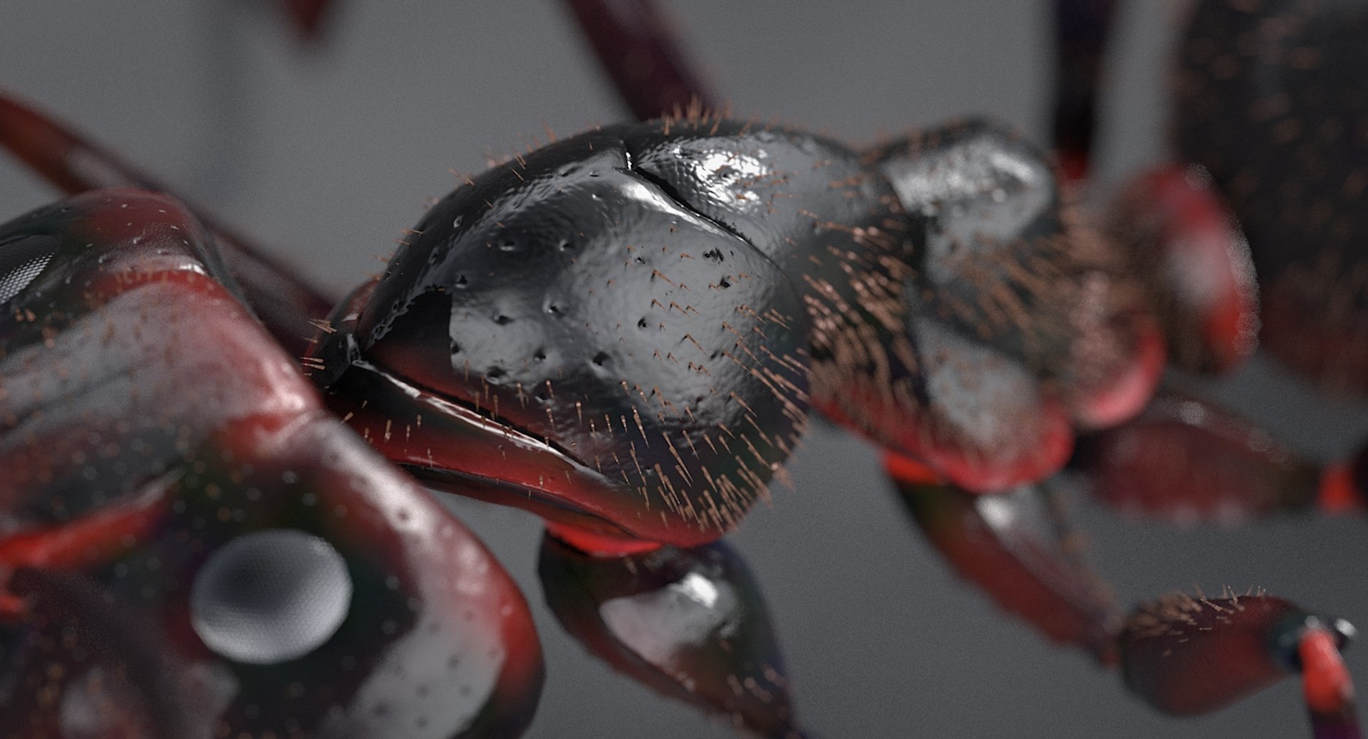 realistic black ant real model https://p.turbosquid.com/ts-thumb/Fg/4tLkoG/ZWI1Dkxv/antblack_13/jpg/1540188378/1920x1080/fit_q87/4e552902e3bdefd6c0c039ce962e2e552f1ce811/antblack_13.jpg