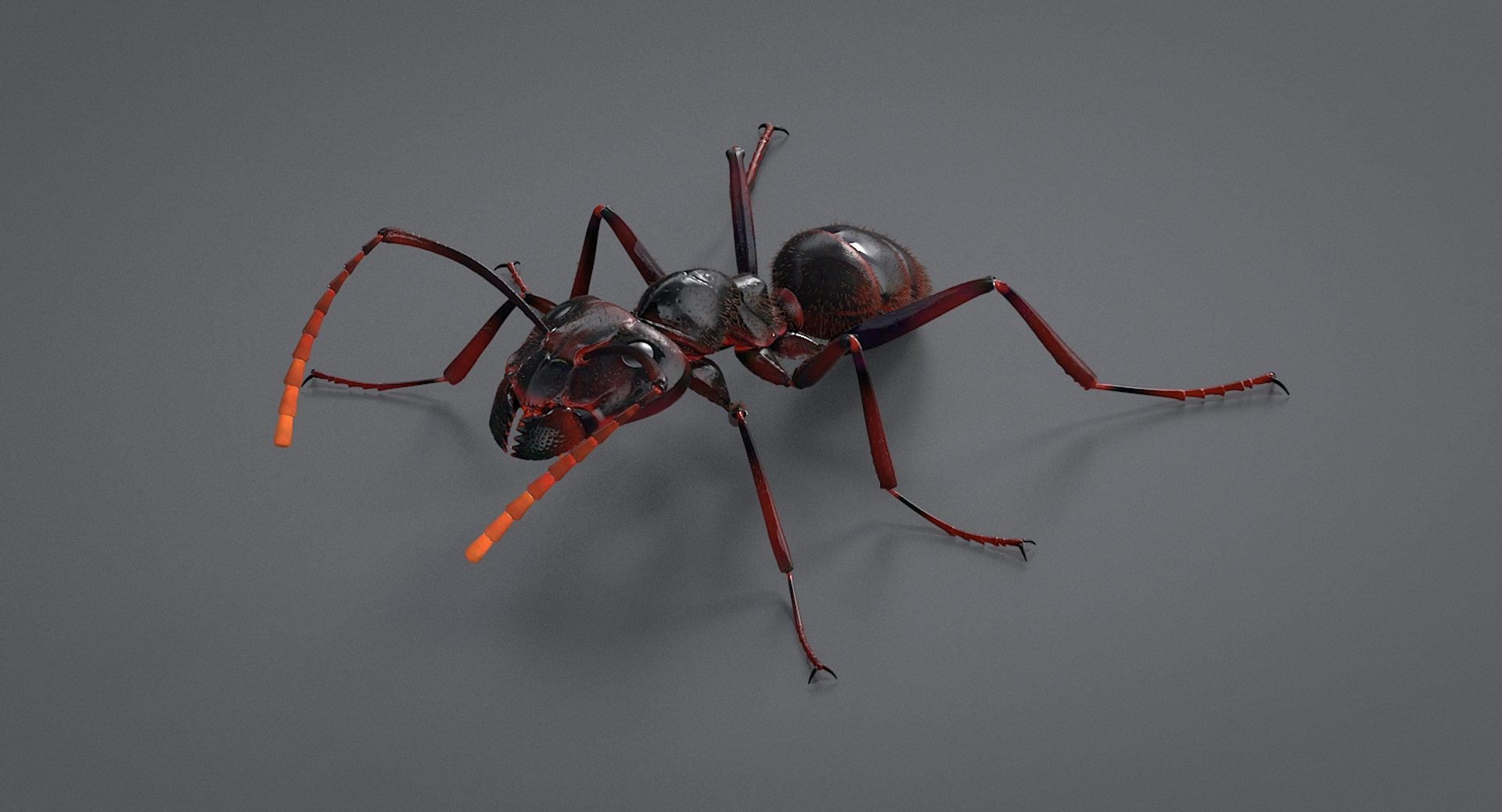realistic black ant real model https://p.turbosquid.com/ts-thumb/Fg/4tLkoG/aDoQF8L0/antblacktba/jpg/1540188436/1920x1080/turn_fit_q99/3ec0e76e782d91e73cbdb4737ede7b062f4bbde8/antblacktba-1.jpg