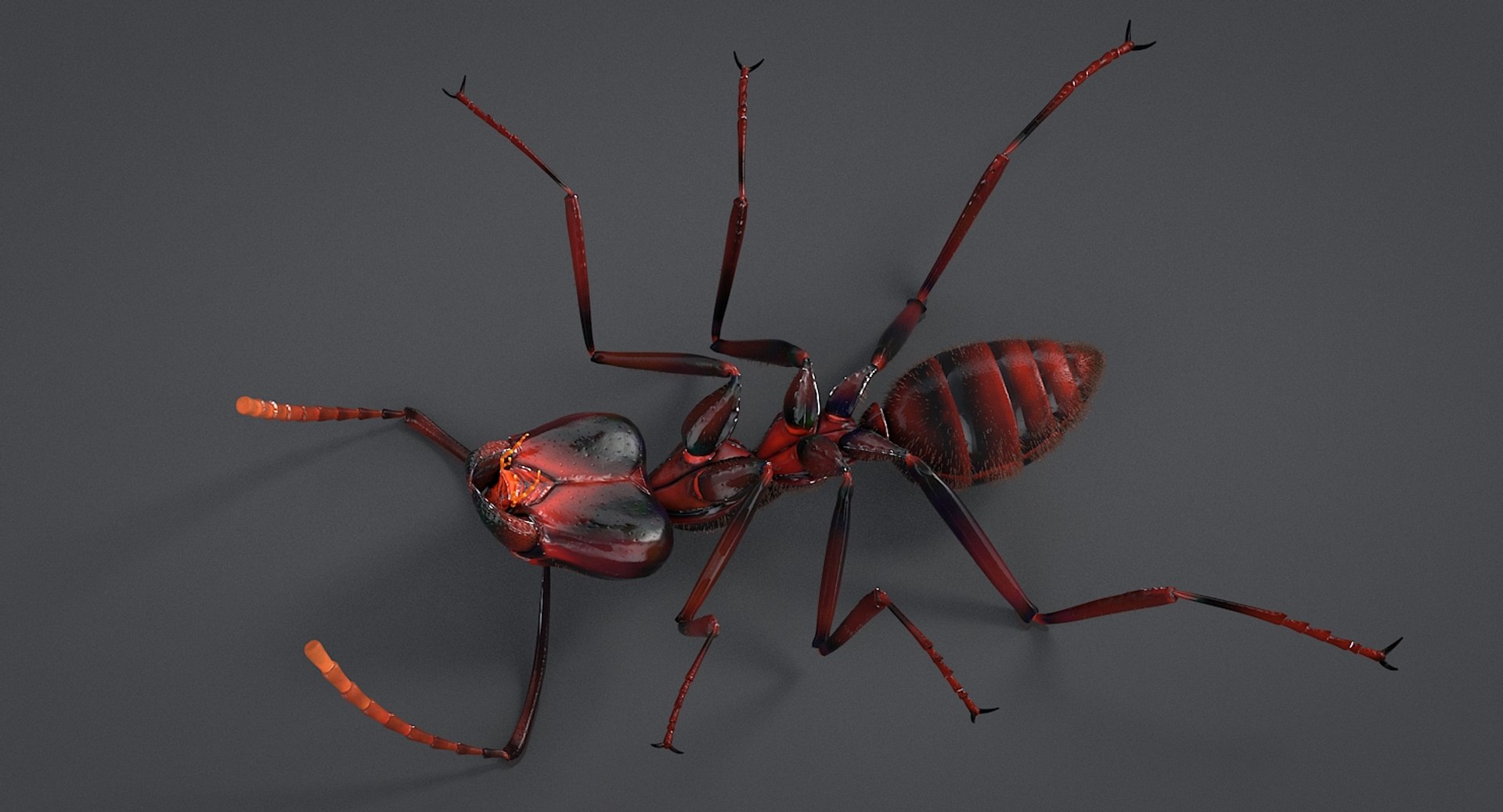 realistic black ant real model https://p.turbosquid.com/ts-thumb/Fg/4tLkoG/coSh1P4r/antblack_06/jpg/1540188378/1920x1080/fit_q87/a5568d3ab3d8e9a436e65b5ab711c3b446fe8a50/antblack_06.jpg