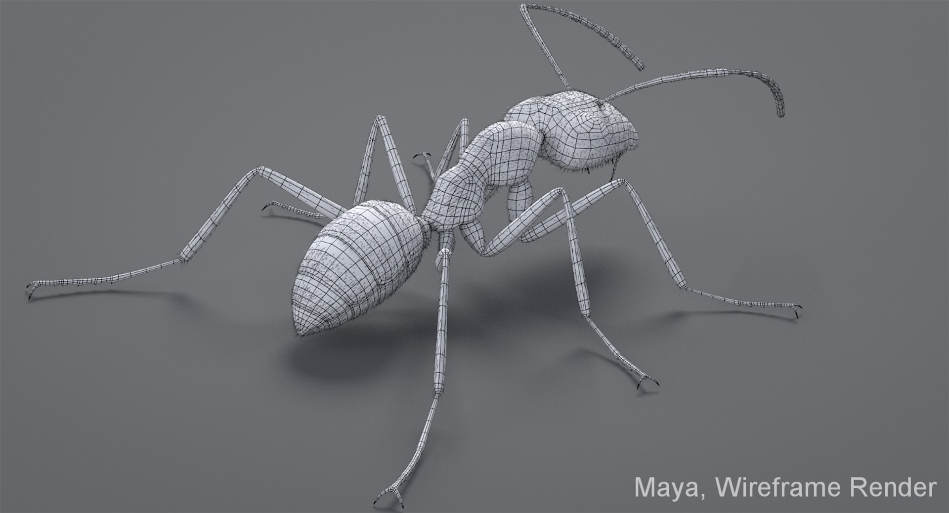 realistic black ant real model https://p.turbosquid.com/ts-thumb/Fg/4tLkoG/ctoEtko0/antblackmayaarnoldwf_02/jpg/1540188436/1920x1080/fit_q87/c80a92f2392ad196eb113eb4f560702b41c207ed/antblackmayaarnoldwf_02.jpg
