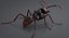 Realistic Black Ant