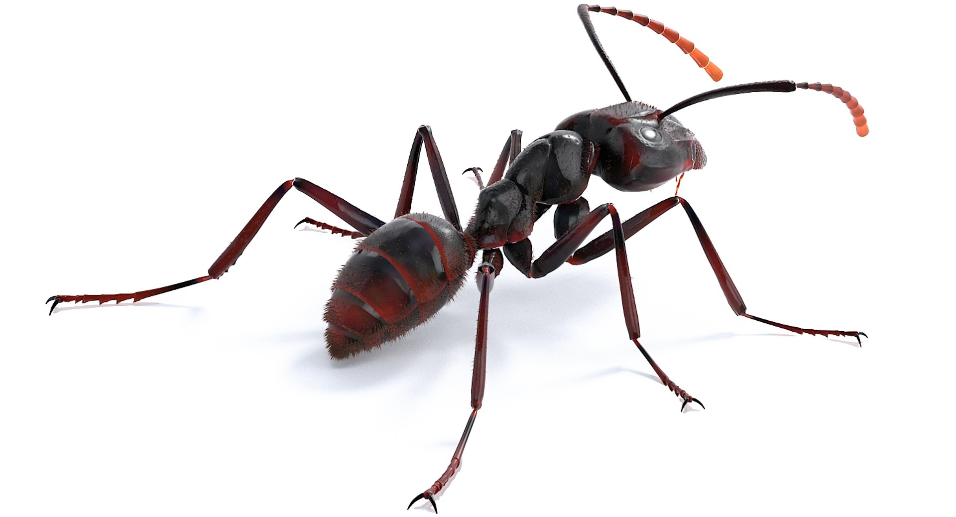 realistic black ant real model https://p.turbosquid.com/ts-thumb/Fg/4tLkoG/mlM33nHq/antblack_31/jpg/1540188381/1920x1080/fit_q87/e23281cd8f86924e2047287041e1878bd967e9dd/antblack_31.jpg