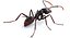 Realistic Black Ant